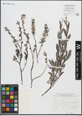 Foto von Salix repens L.